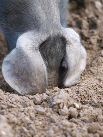 A head shot of a rare breed Suffolk Black pigの写真素材
