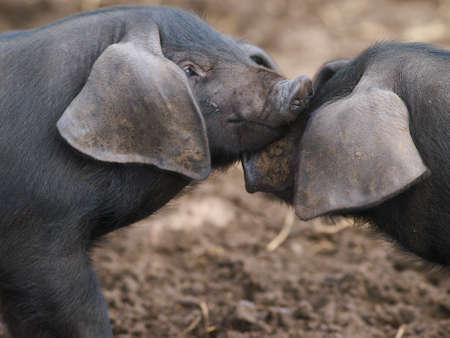 Two rare breed Suffolk Black pigs.