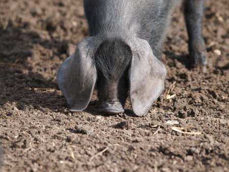 A head shot of a rare breed Suffolk Black pigの写真素材