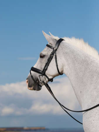 A head shot of a beautiful grey horse.の写真素材