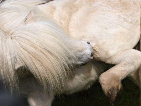 A close up of a grey Shetland pony having a scratch.の写真素材