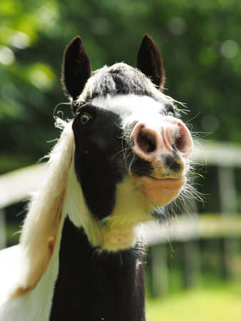 A head shot of a black and white pony in a paddock.の写真素材