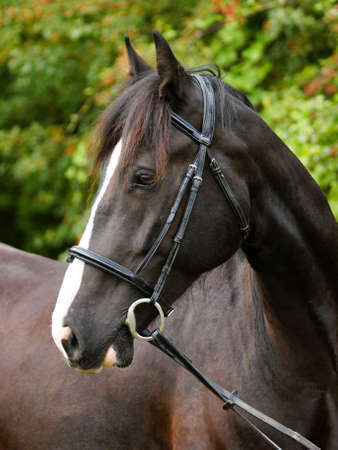 A head shot of a black horse with a big white face in a snaffle bridle.