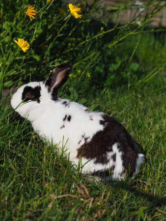 A pretty black and white pet rabbit hops around the garden.の写真素材