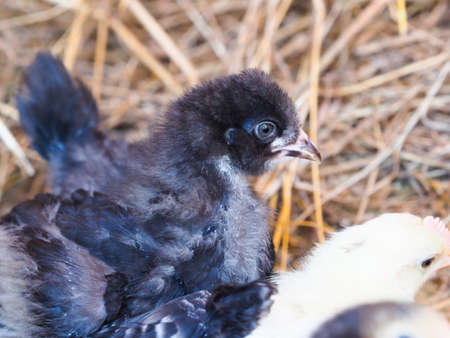A group of young mixed chicks on a bed of hay.の写真素材
