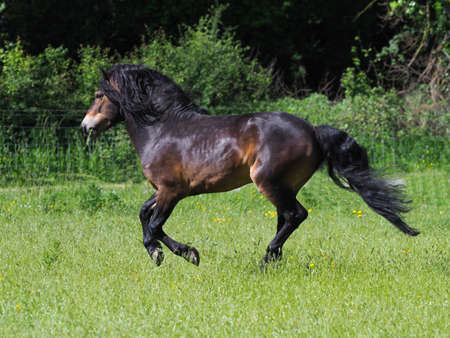 A stunning Exmoor stallion with a flowing mane and tail canters at liberty.