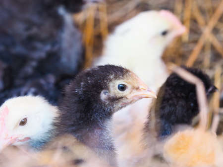 A group of young mixed chicks on a bed of hay.の写真素材