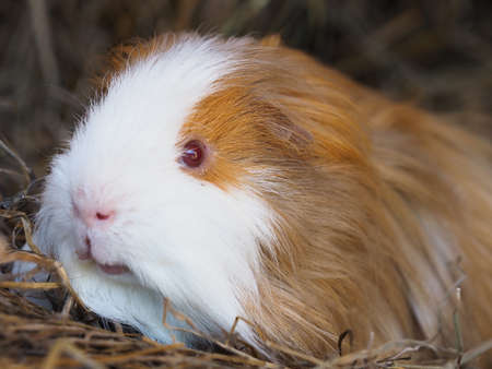 A cute pet short haird guinea pig sits on a bale of hay.の写真素材