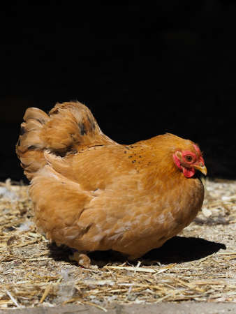 A Rode Island Red hen against a black background.