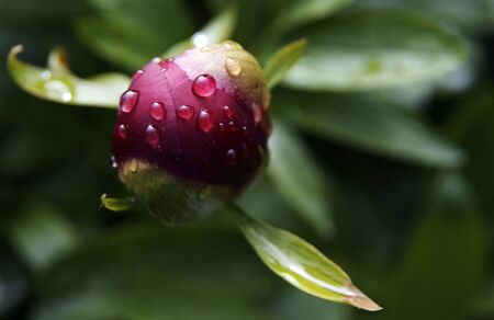 peony budの写真素材