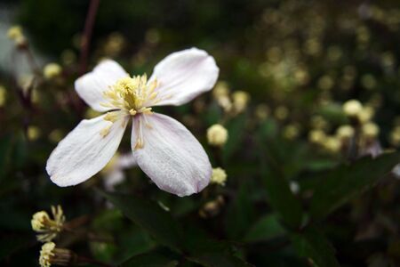 White clematis against an unfocused backgroundの写真素材