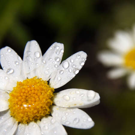Close up of a daisyの写真素材