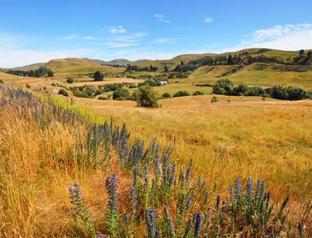 Summertime in the limestone Weka Pass valley near Waikari in North Canterbury, New Zealand  In the foreground are blue and purple wild lupins  の写真素材