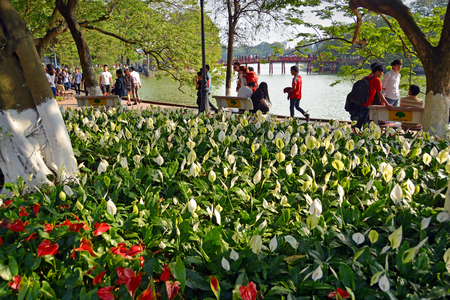 Hanoi Vietnam  April 12 2015: Springtime in Hanoi with Lilies and flowers blooming around Lake Hoan Kiem as tourists walk across the red bridge.のeditorial素材