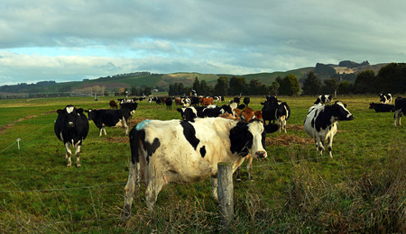 Panoramic view of a herd of Holstein Freisian Cows enjoying late afternoon winter sunshine in...