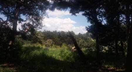 Forest landscapeの写真素材