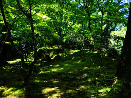 green  forestの写真素材