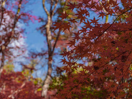 Autumn leaves ,kyoto,japan