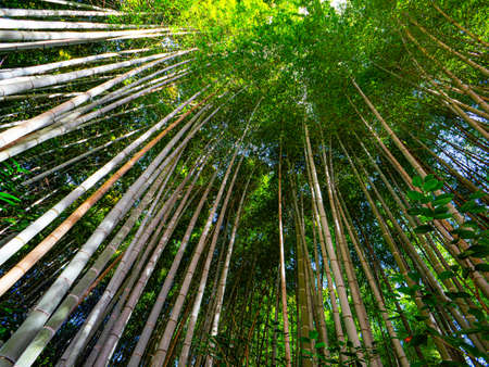 Bamboo forest,Atumn season,kyoto in japanの写真素材