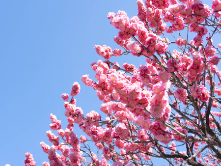 cherry blossom in spring, pink sakura flower on blue sky background, japanの写真素材