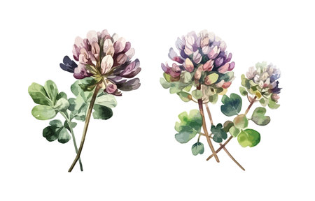 Clover flower clipart, isolated vector illustration.のイラスト素材