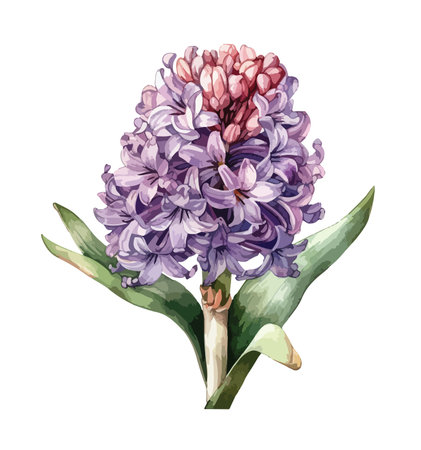 Hyacinth flower clipart, isolated vector illustration.のイラスト素材