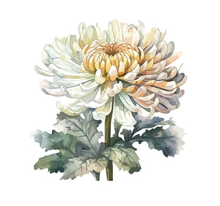 Chrysanthemum flower clipart, isolated vector illustration.のイラスト素材