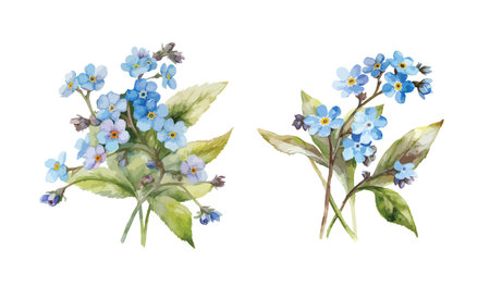 Forget me not flower clipart, isolated vector illustration.のイラスト素材