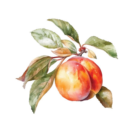 Peach clipart, isolated vector illustration.のイラスト素材