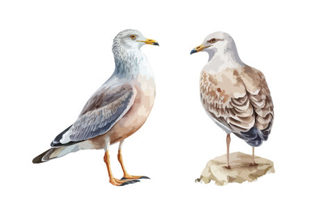 Seagull bird clipart, isolated vector illustration.のイラスト素材
