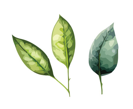 Leaves clipart, isolated vector illustration.のイラスト素材