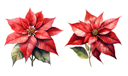 Poinsettia watercolor clipart illustration with isolated backgroundの素材