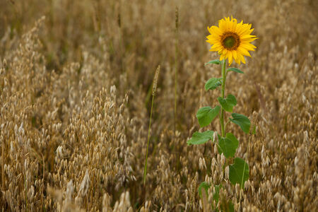 Lone sunflower in the fieldの写真素材