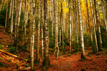 Birch trees in autumn Pyrenees mountains, Spainの写真素材