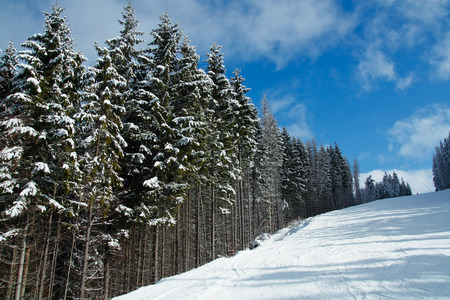 Ski slope and snow covered fir trees in Bukovel resort, Ukraineの写真素材