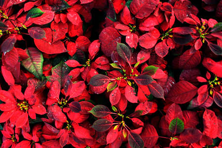 Red Chrismas の写真素材