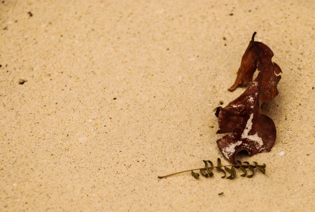 fade leaves on the beachの写真素材