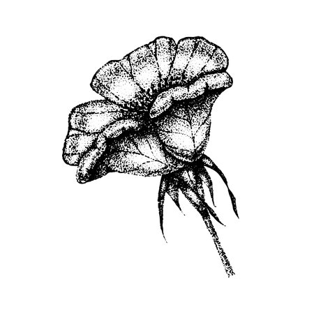 Wild rose flowers drawing and sketch with pointillism on white backgrounds. Vintage illustration of dog-roseのイラスト素材