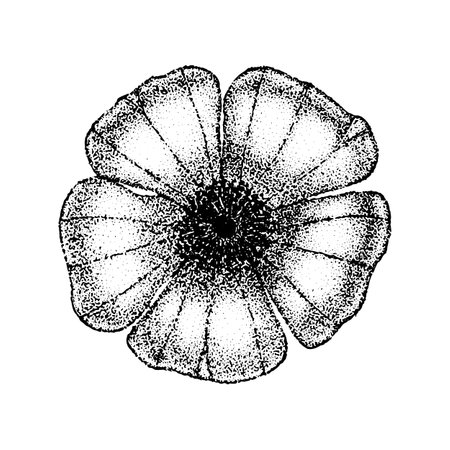 Wild rose flowers drawing and sketch with pointillism on white backgrounds. Vintage illustration of dog-roseのイラスト素材