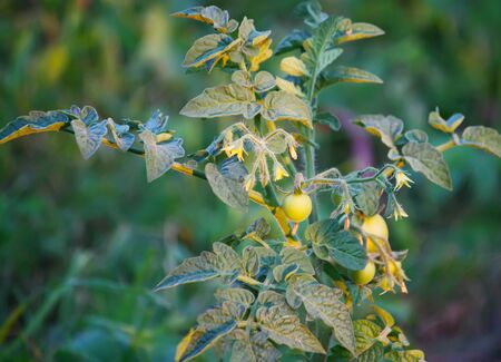 Unripe tomatoes on the kitchen-gardenの写真素材
