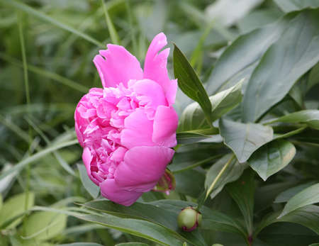 Pink peony flowerの写真素材