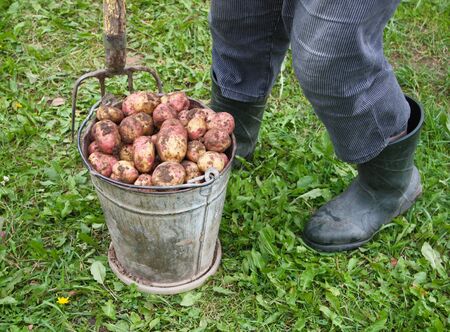 Potatoes in a metal bucketの写真素材