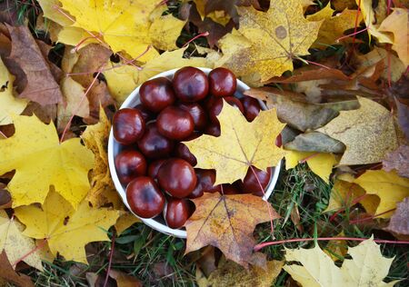 Chestnuts on autumn maple leavesの写真素材