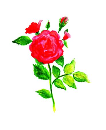 Watercolor colorful garden floral elements for summer design, botanical collection.の写真素材