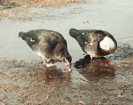 Domestic duck on farm yard background. Vintage effect style.の写真素材