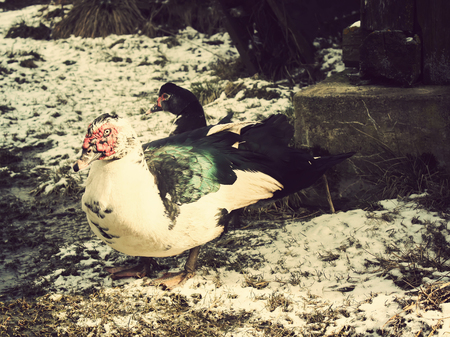 Domestic duck on farm yard background. Vintage effect style.の写真素材