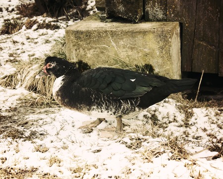 Domestic duck on farm yard background. Vintage effect style.の写真素材