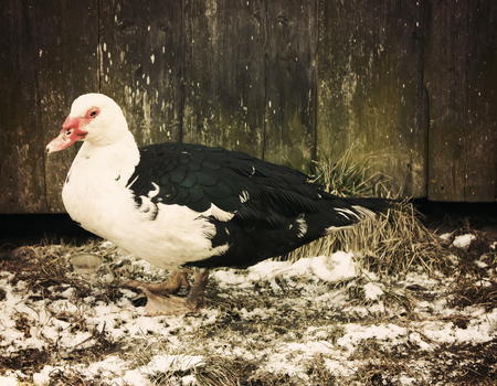 Domestic duck on farm yard background. Vintage effect style.の写真素材