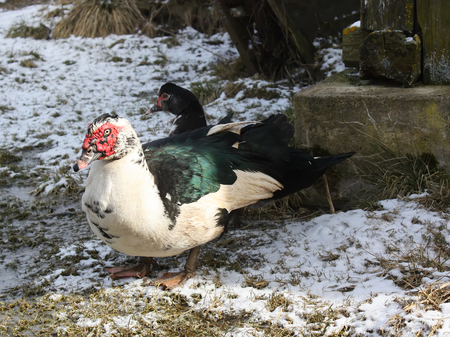Domestic duck on farm yard background. Vintage effect style.の写真素材