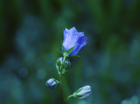 Closeup of purple campanula bell flower on nature backgroundの写真素材
